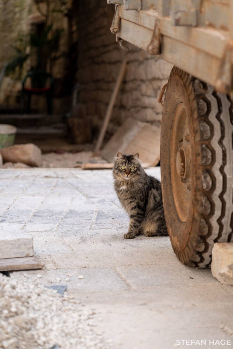 Kat in Kroatisch dorp