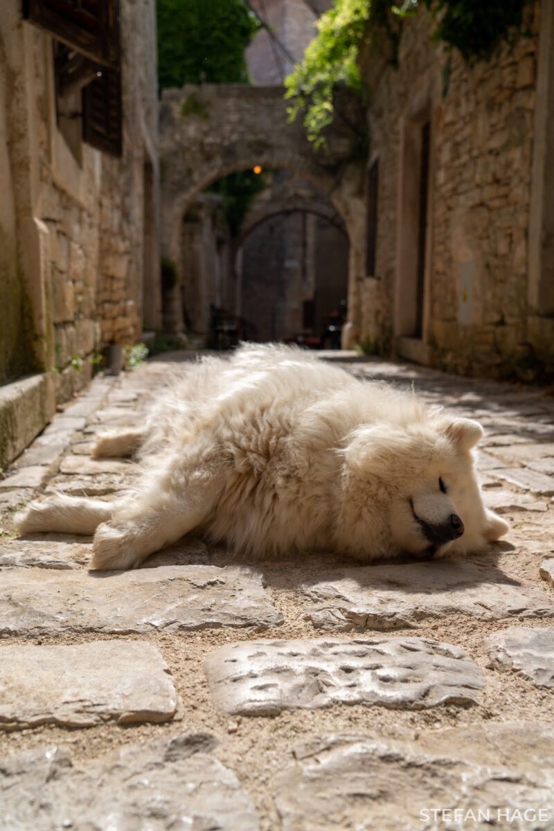 Hond in Kroatisch dorp