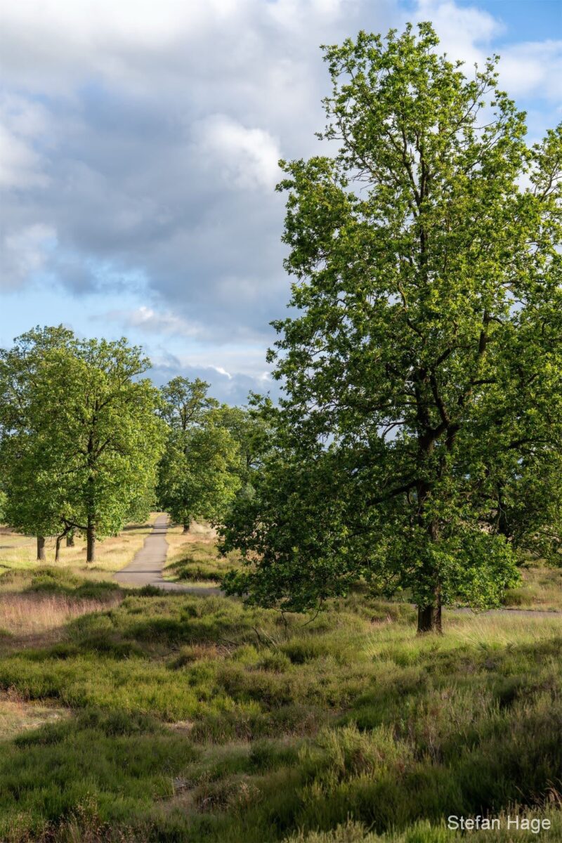 Odoornse heide, Drenthe