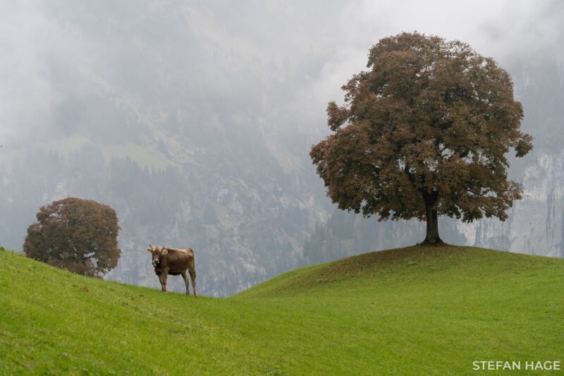 Zwitserse natuur